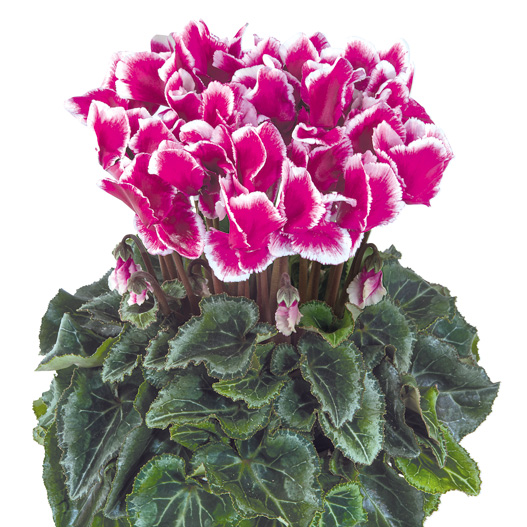 シクラメン F1　メティス アバニコ シリーズ ミニチュア系品種