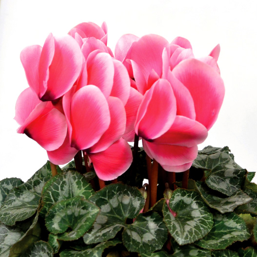 シクラメン 松尾リップ シリーズ｜WEBカタログ｜未来アグリス株式会社