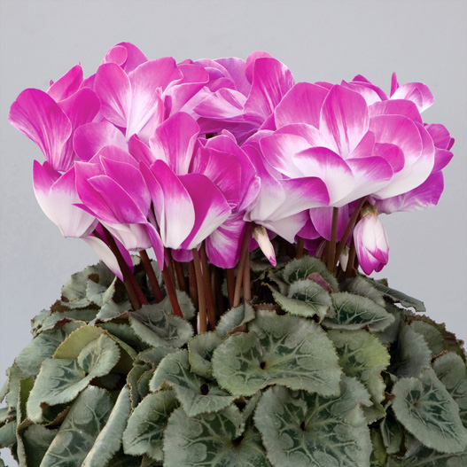 シクラメン　プルマージュ シリーズ 大輪系品種