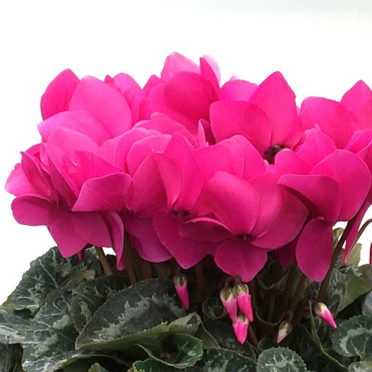 シクラメン　田中パステル シリーズ 大輪系品種