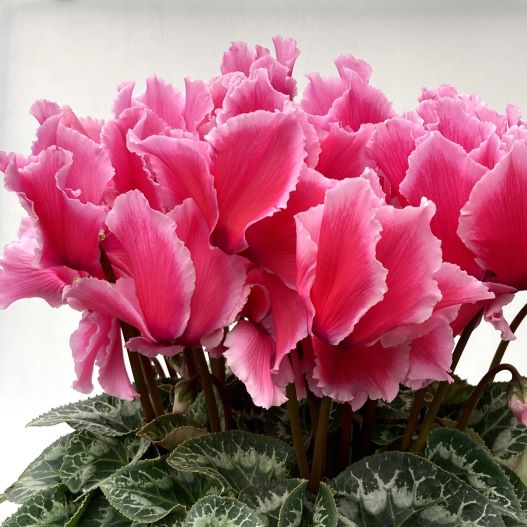 シクラメン　田中パステル シリーズ 大輪系品種