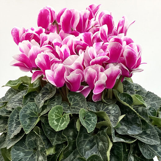 シクラメン　田中パステル シリーズ 大輪系品種