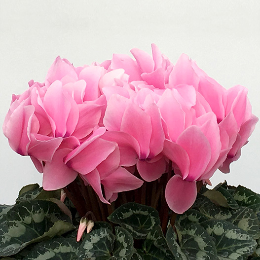 シクラメン　田中パステル シリーズ 大輪系品種