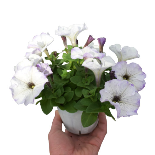 ペチュニア　よく咲くペチュニア バカラiQ シリーズ 