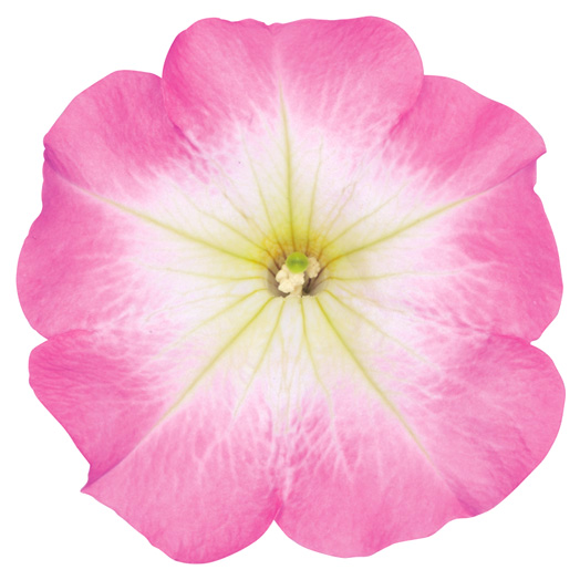 ペチュニア　よく咲くペチュニア バカラiQ シリーズ 