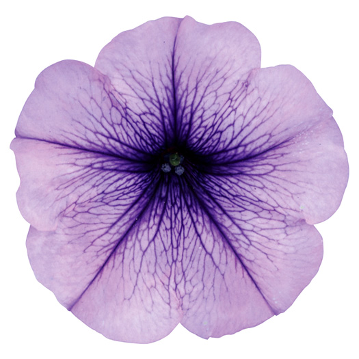 ペチュニア　よく咲くペチュニア バカラiQ シリーズ 