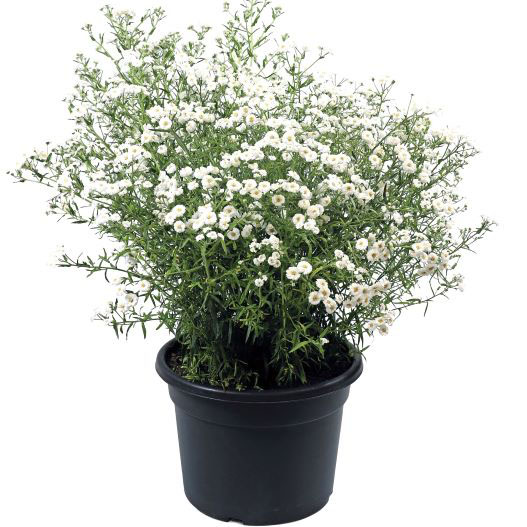 アキレア　マシュマロ 