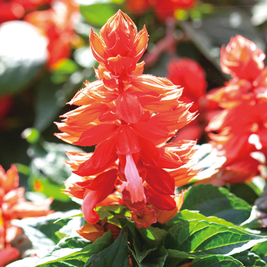 サルビア スプレンデンス　モハベ シリーズ 