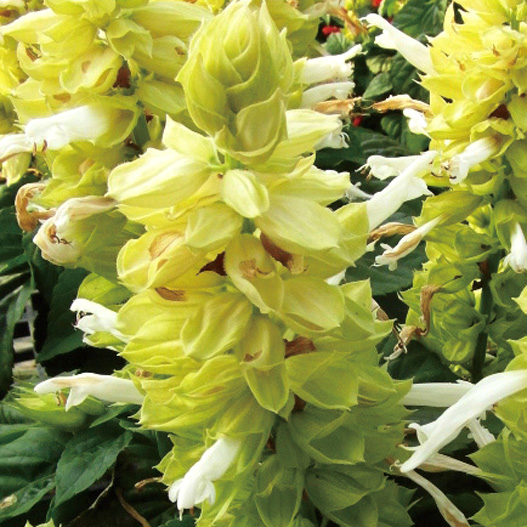 サルビア スプレンデンス　モハベ シリーズ 