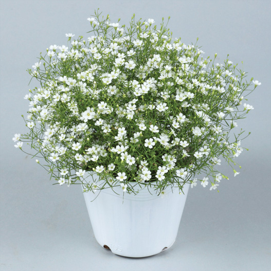 ジプソフィラ　ジプシー シリーズ 