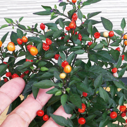 カプシカム　みもとうがらし シリーズ 観賞用とうがらし