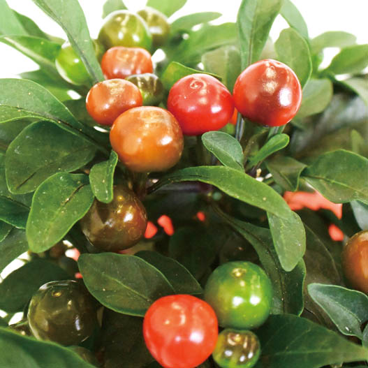 カプシカム　みもとうがらし シリーズ 観賞用とうがらし