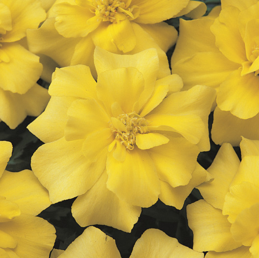 マリーゴールド フレンチ　デュランゴ シリーズ 