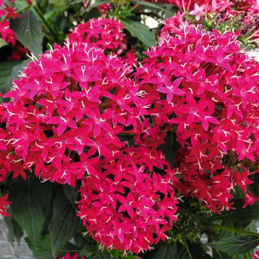 ペンタス F1　グラフィティ シリーズ 