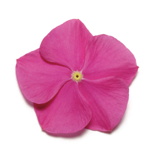 ビンカ　パシフィカXP シリーズ 