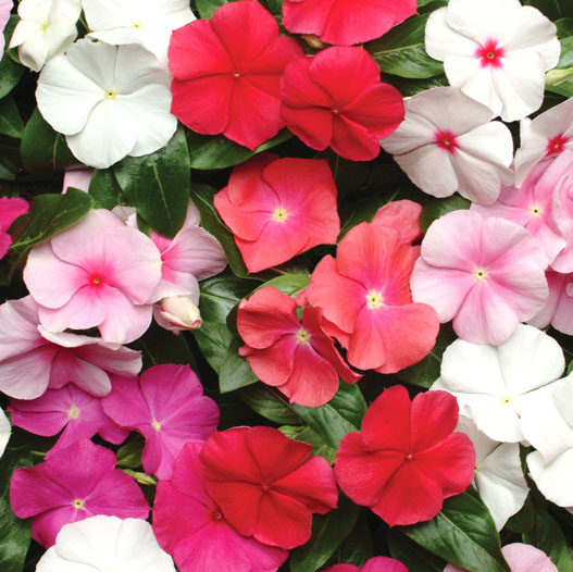 ビンカ　パシフィカXP シリーズ 