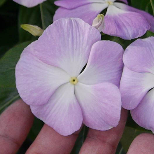 ビンカ F1　タイタン シリーズ 