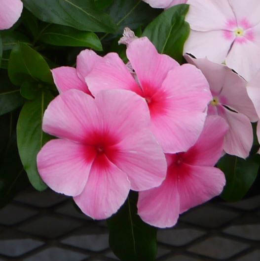 ビンカ F1　タイタン シリーズ 