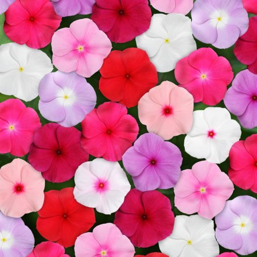 ビンカ F1　タイタン シリーズ 