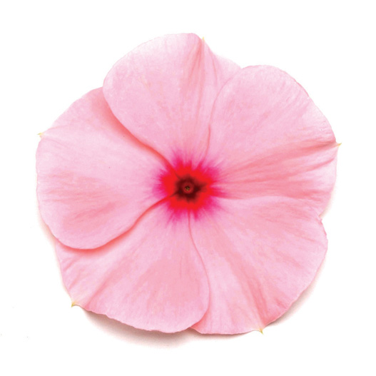 ビンカ F1　タイタン シリーズ 