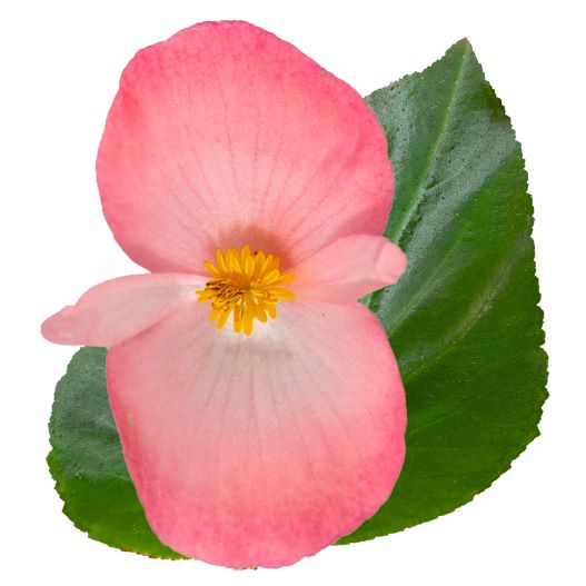 ベゴニア センパフローレンス F1　ビッグデラックス シリーズ 