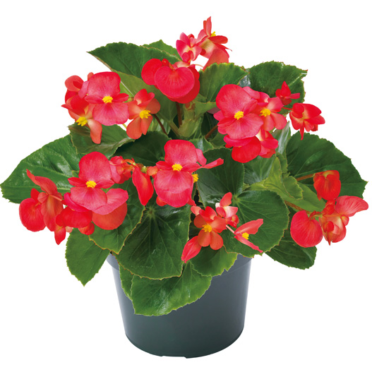 ベゴニア センパフローレンス F1　ビッグデラックス シリーズ 