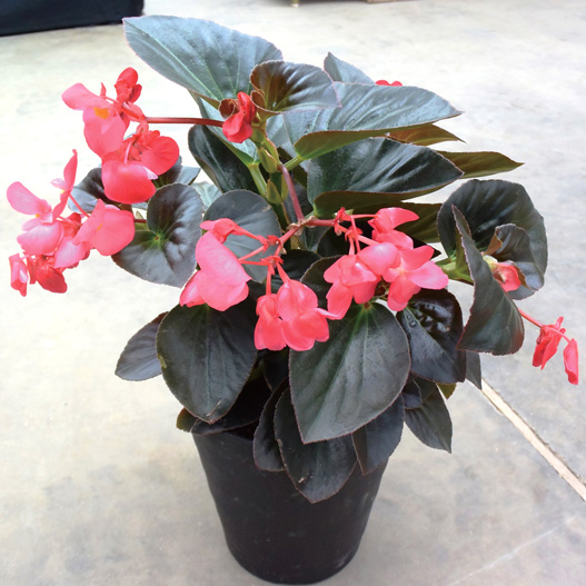 ベゴニア センパフローレンス F1　ビッグデラックス シリーズ 