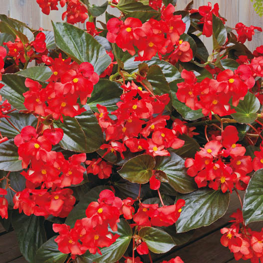 ベゴニア センパフローレンス F1　ビッグデラックス シリーズ 