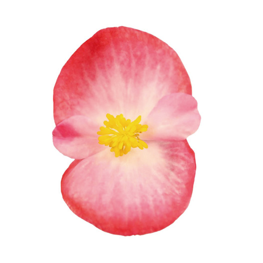 ベゴニア センパフローレンス F1　スーパークール シリーズ 