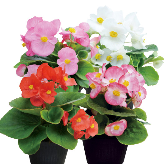 ベゴニア センパフローレンス F1　スーパークール シリーズ 