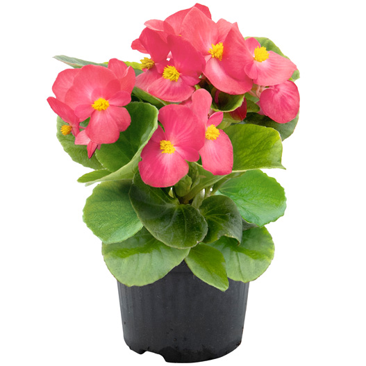 ベゴニア センパフローレンス F1　スーパークール シリーズ 