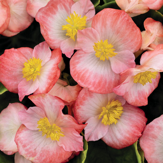 ベゴニア センパフローレンス F1　スプリントプラス シリーズ 