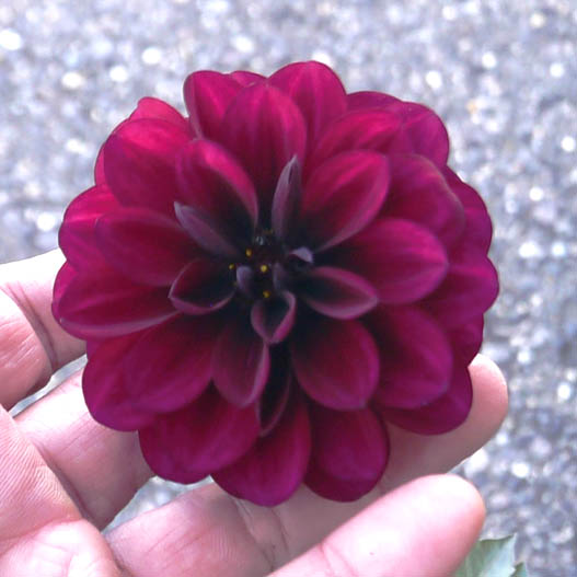 ダリア　ダラヤ ミーナ シリーズ 旧名：レディダリア