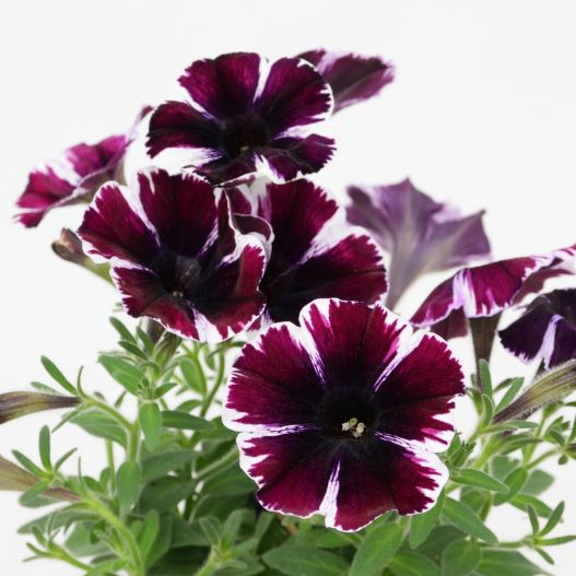 ペチュニア　スイーチュニア 