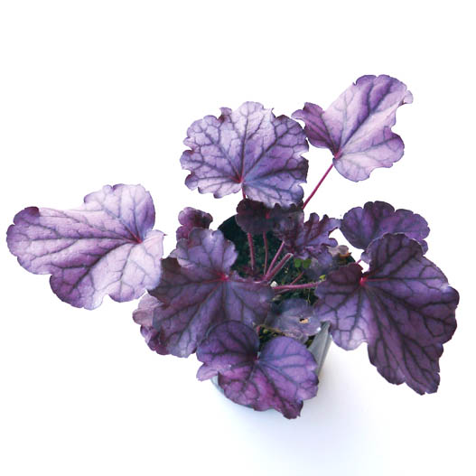 ヒューケラ　プレミアムコレクション 