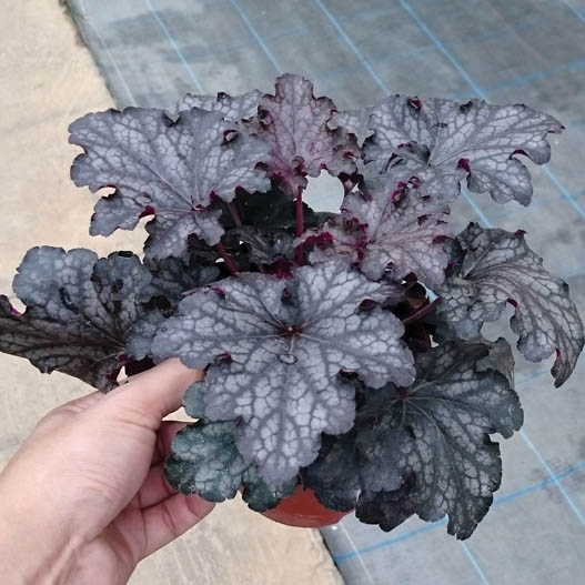 ヒューケラ　ドルチェ シリーズ 