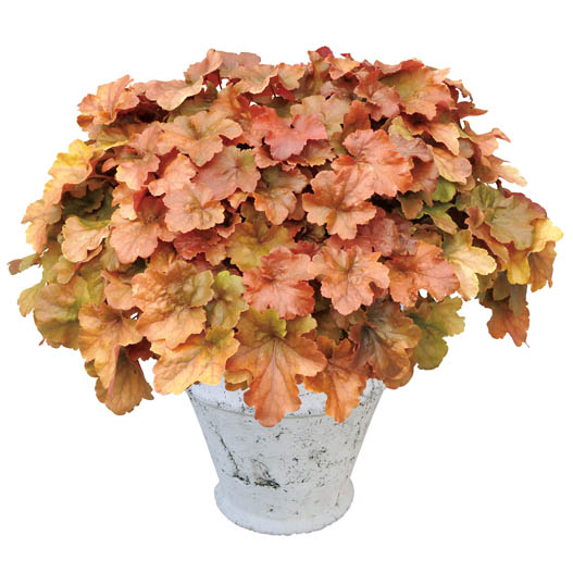 ヒューケラ　ドルチェ シリーズ 