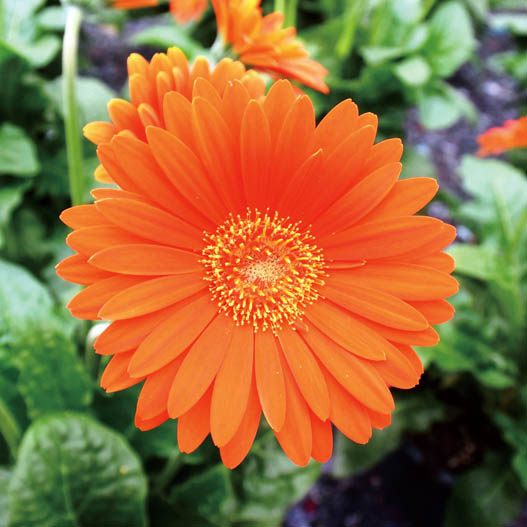 宿根ガーベラ　ガルビネア シリーズ 