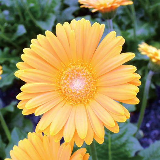 宿根ガーベラ　ガルビネア シリーズ 