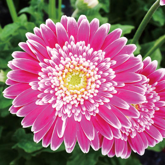 宿根ガーベラ　ガルビネア シリーズ 