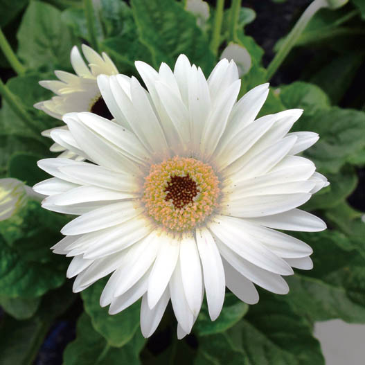 宿根ガーベラ　ガルビネア シリーズ 