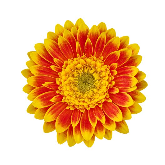 宿根ガーベラ　ガルビネア シリーズ 