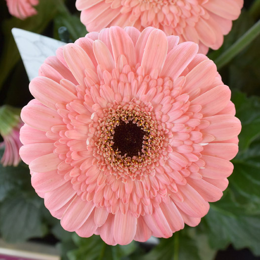 宿根ガーベラ　ガルビネア シリーズ 