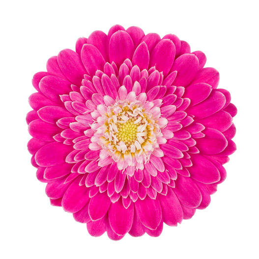 宿根ガーベラ　ガルビネア シリーズ 