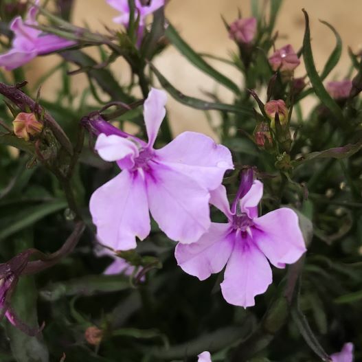 ロベリア エリヌス　リビエラ シリーズ 