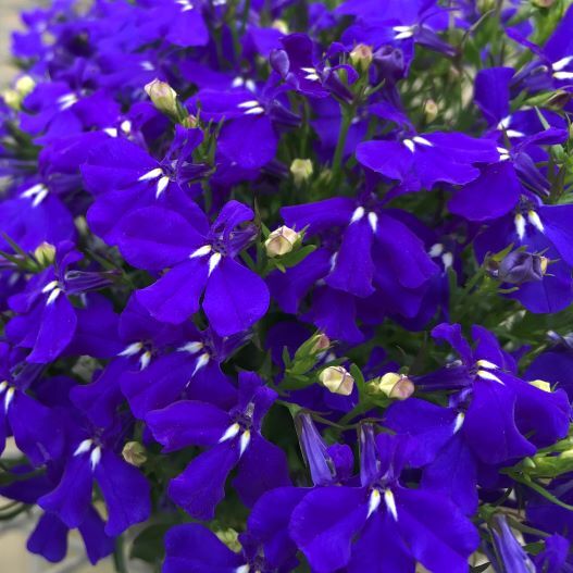 ロベリア エリヌス　リビエラ シリーズ 