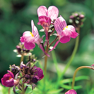 リナリア　グッピー シリーズ 