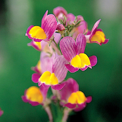 リナリア　グッピー シリーズ 