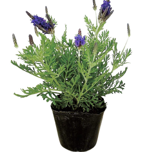 ラベンダー　スパニッシュアイ 