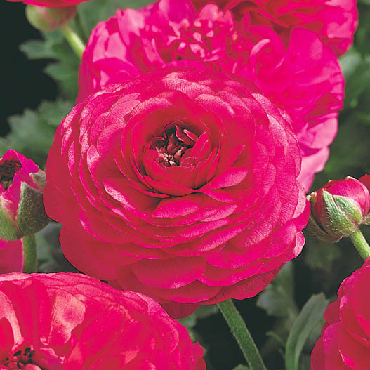 ラナンキュラス F1　マシェ シリーズ 